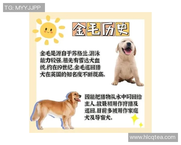 养金毛犬的足球明星们都有哪些他们的故事和生活趣事分享